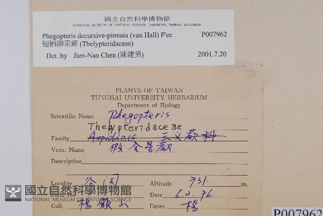 翅軸假金星蕨、短柄卵果蕨藏品圖，第2張