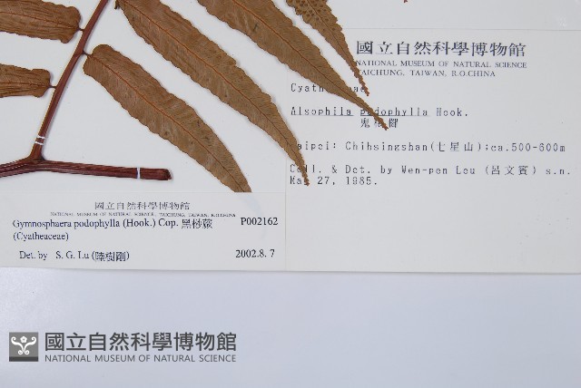 黑桫蕨藏品圖，第2張
