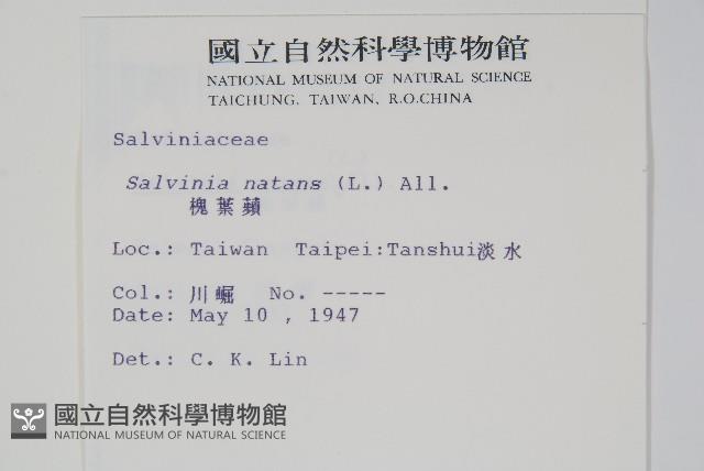 槐葉蘋藏品圖，第2張