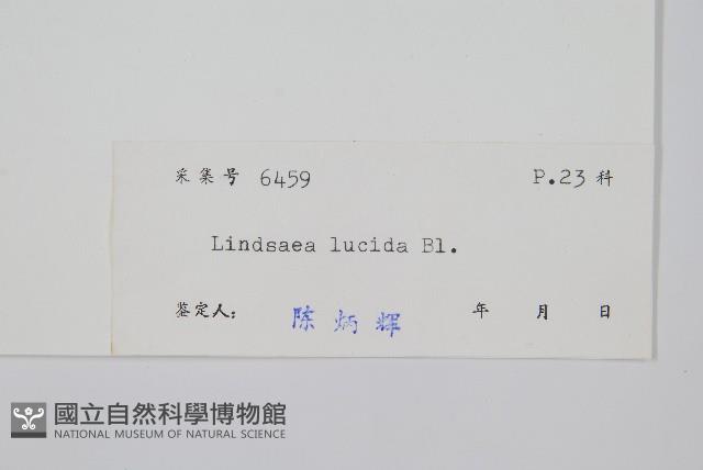 方柄鱗始蕨藏品圖，第2張