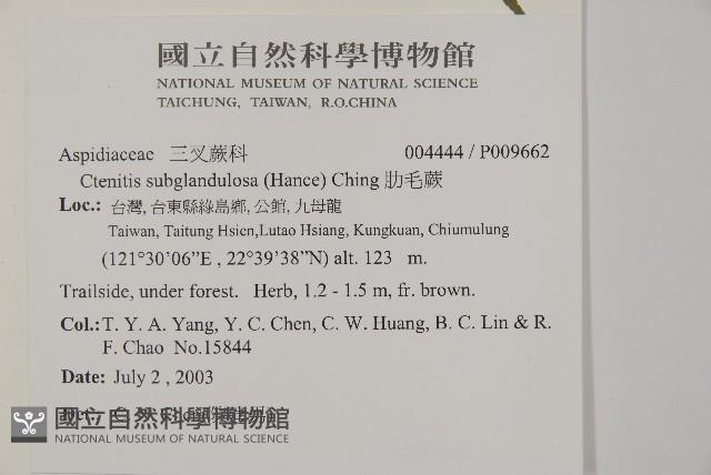 肋毛蕨藏品圖，第2張