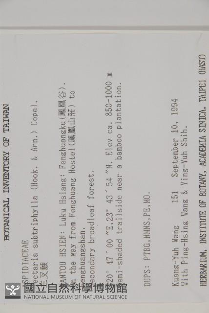 三叉蕨藏品圖，第2張