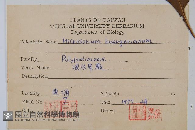 波氏星蕨藏品圖，第2張