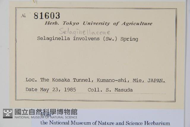 密葉卷柏藏品圖，第2張