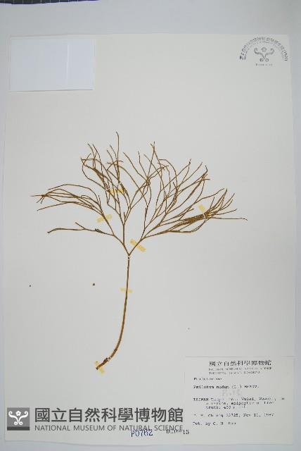 松葉蕨藏品圖，第1張