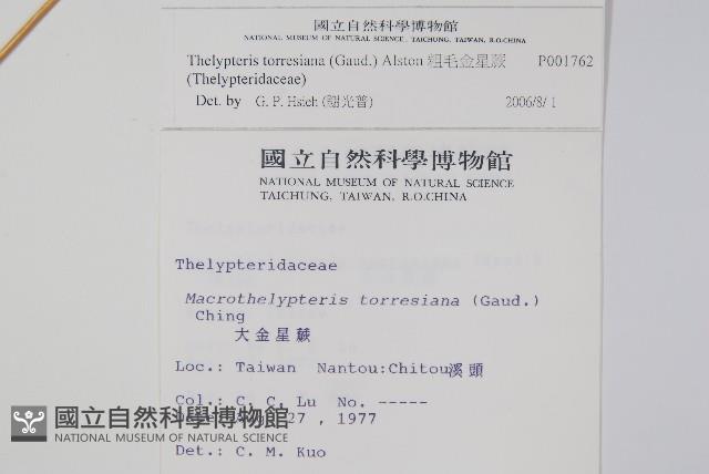 粗毛金星蕨藏品圖，第2張