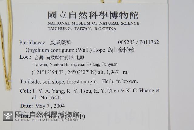 高山金粉蕨藏品圖，第2張