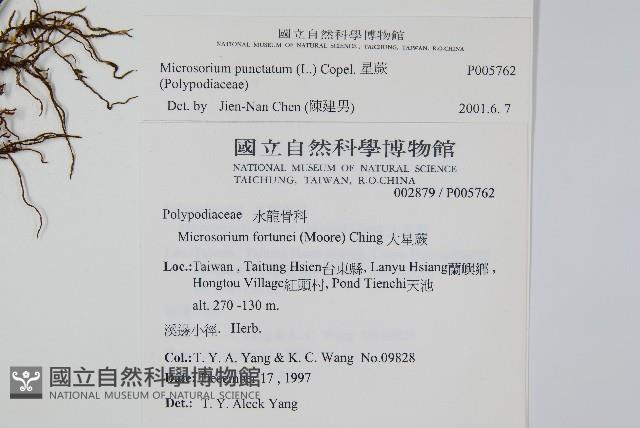 星蕨藏品圖，第2張