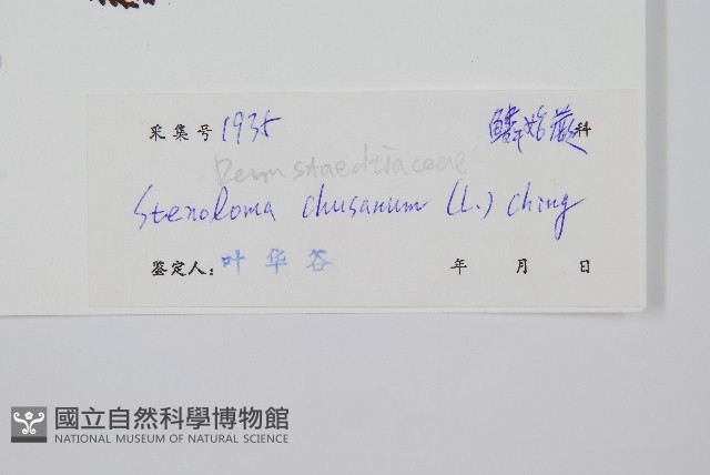 烏蕨藏品圖，第2張
