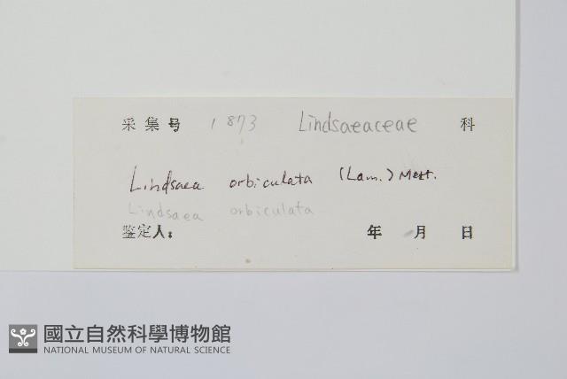 圓葉陵齒蕨藏品圖，第2張