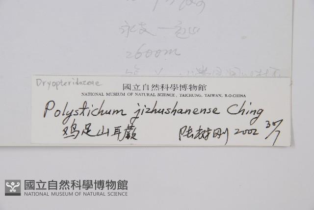 雞足山耳蕨藏品圖，第2張