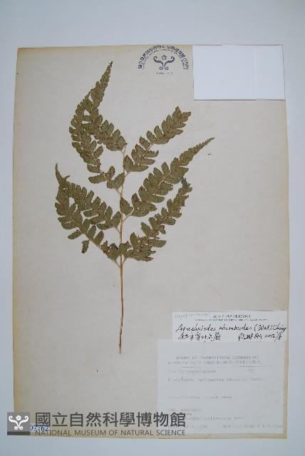 斜方複葉耳蕨藏品圖，第1張