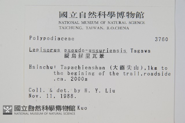 擬烏蘇里瓦葦藏品圖，第2張