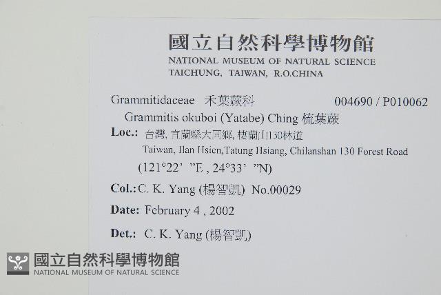 梳葉蕨藏品圖，第2張