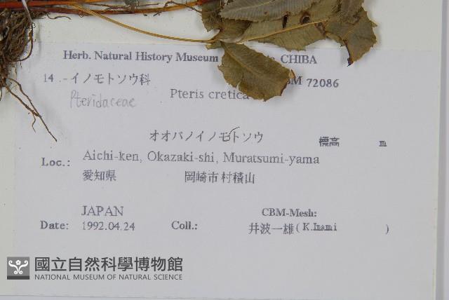 大葉鳳尾蕨藏品圖，第2張