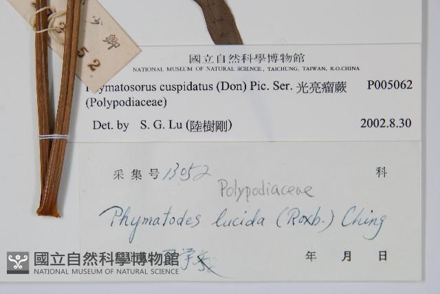 光亮瘤蕨藏品圖，第2張