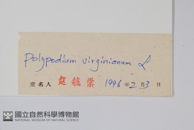 小水龍骨藏品圖，第2張