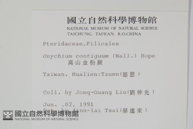 高山金粉蕨藏品圖，第2張