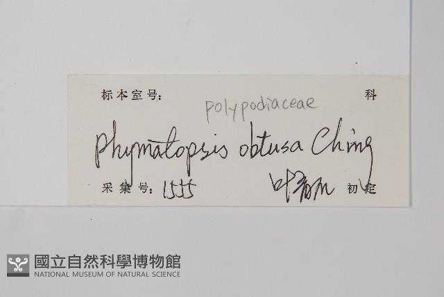 圓頂假瘤蕨藏品圖，第2張