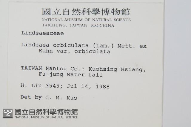 圓葉陵齒蕨藏品圖，第2張