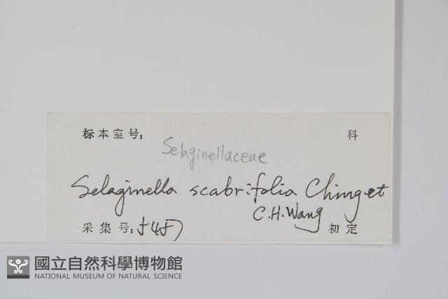 糙葉卷柏藏品圖，第2張