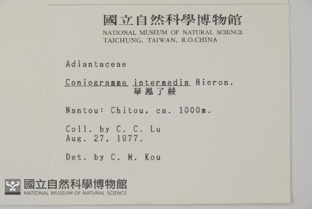 華鳳丫蕨藏品圖，第2張