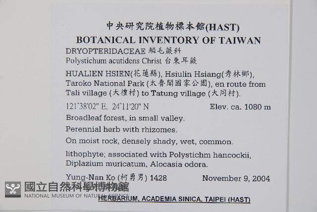 臺東耳蕨藏品圖，第2張