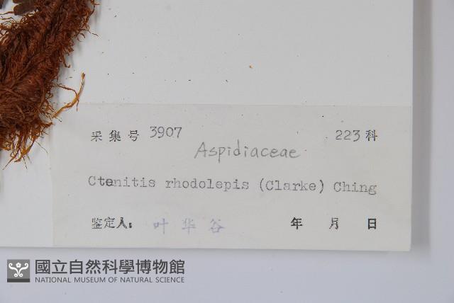 虹鱗肋毛蕨藏品圖，第2張