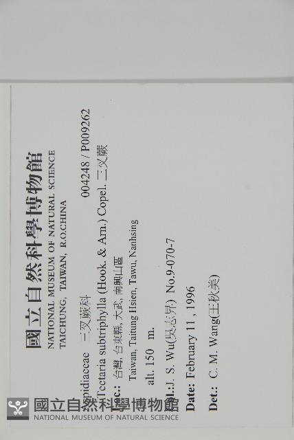 三叉蕨藏品圖，第2張