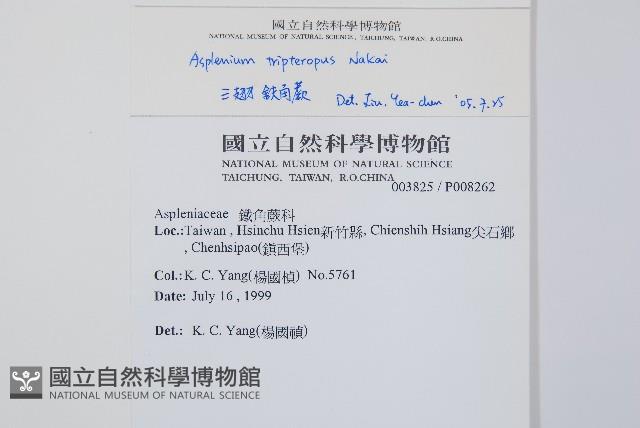 三翅鐵角蕨藏品圖，第2張