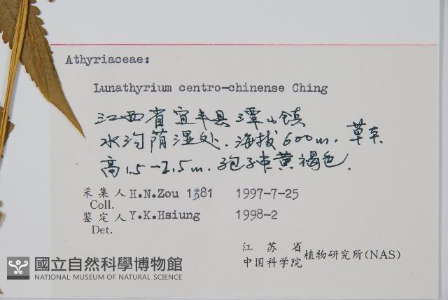 華中峨眉蕨藏品圖，第2張