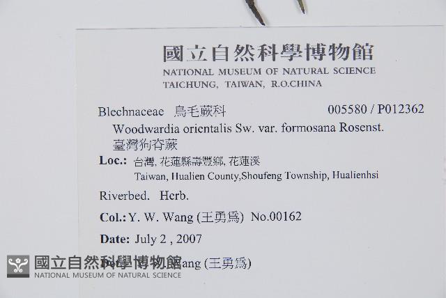 臺灣狗脊蕨藏品圖，第2張