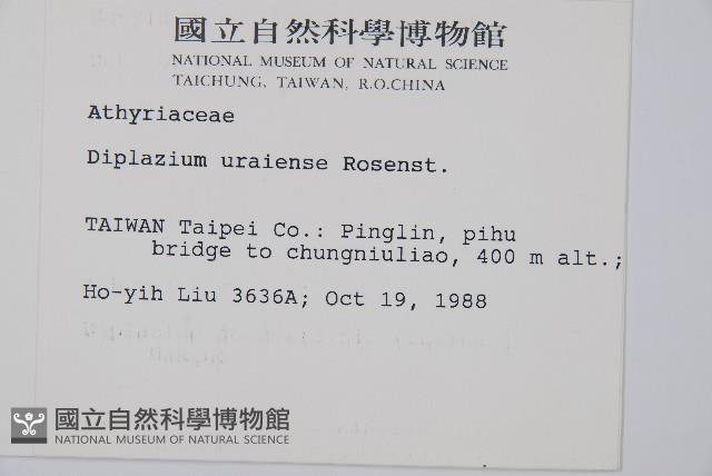 烏來雙蓋蕨藏品圖，第2張