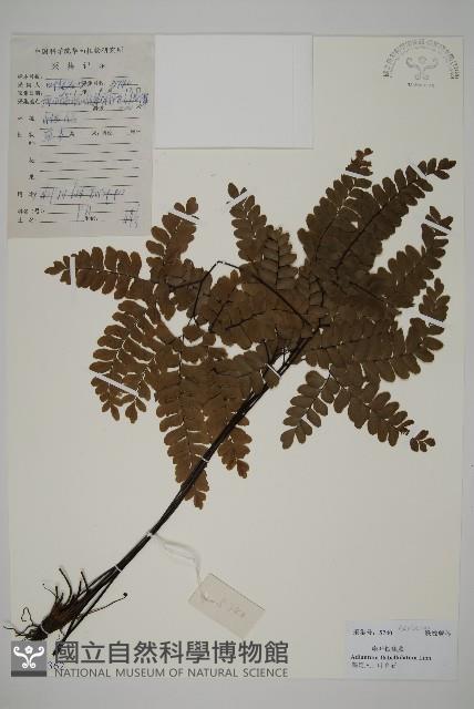 扇葉鐵線蕨藏品圖，第1張