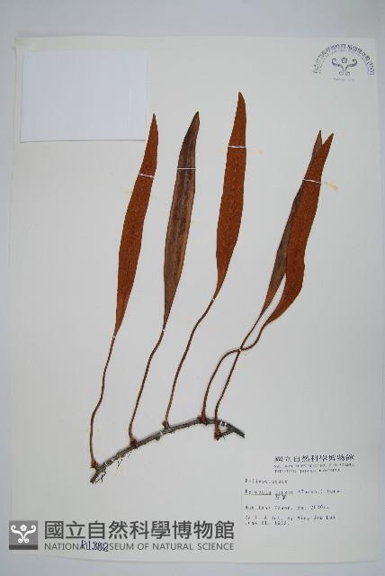 Japanese felt fern Collection Image, Figure 1, Total 2 Figures