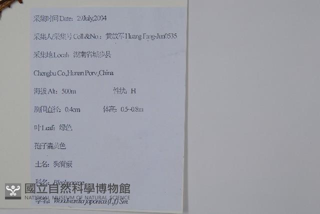 日本狗脊蕨藏品圖，第2張