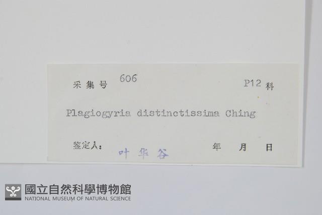 鐮葉瘤足蕨藏品圖，第2張