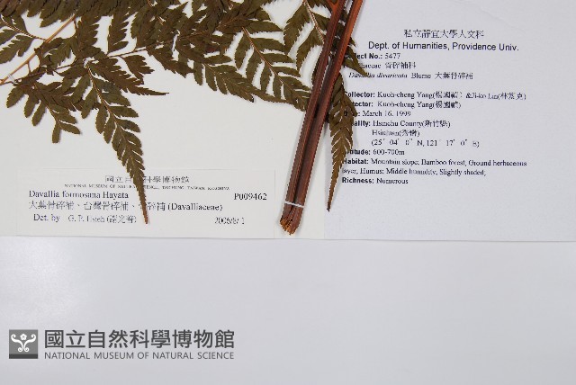 大葉骨碎補、台灣骨碎補、骨碎補藏品圖，第2張
