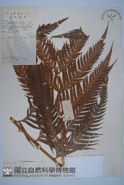 東方狗脊蕨藏品圖，第1張