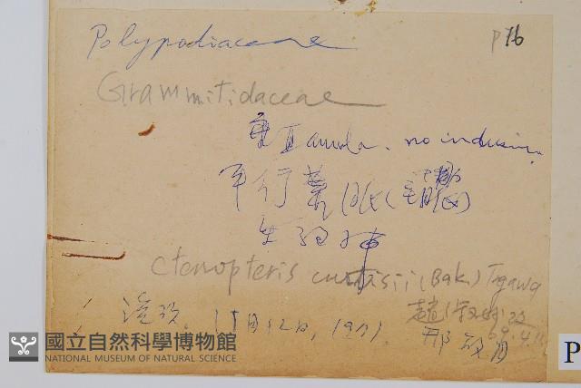 蒿蕨藏品圖，第2張