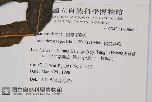 羅蔓藤蕨藏品圖，第2張