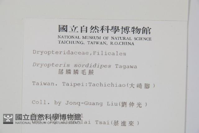 落鱗鱗毛蕨藏品圖，第2張