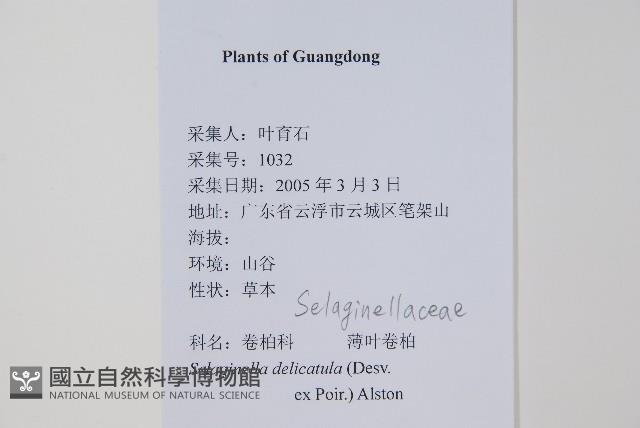 全緣卷柏藏品圖，第2張