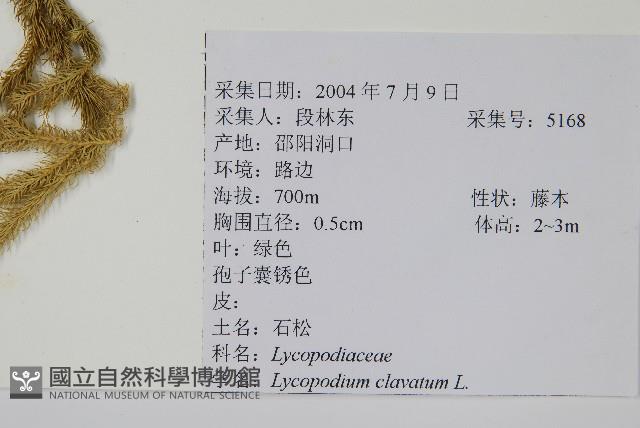 石松藏品圖，第2張