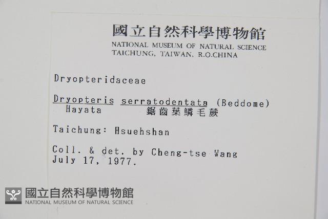 鋸齒葉鱗毛蕨藏品圖，第2張