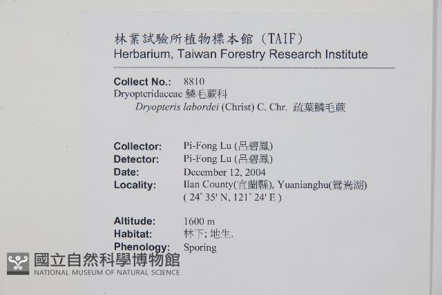 疏葉鱗毛蕨藏品圖，第2張