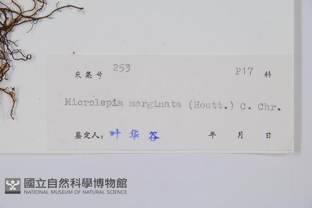 邊緣鱗蓋蕨藏品圖，第2張