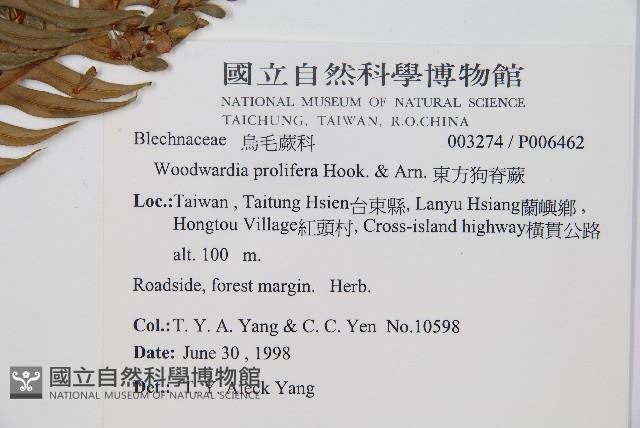 東方狗脊蕨藏品圖，第2張