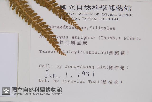 粗毛鱗蓋蕨藏品圖，第2張