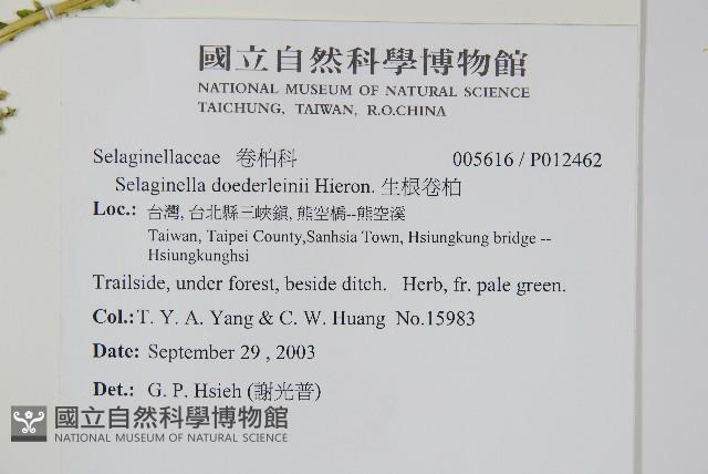 全緣卷柏藏品圖，第2張